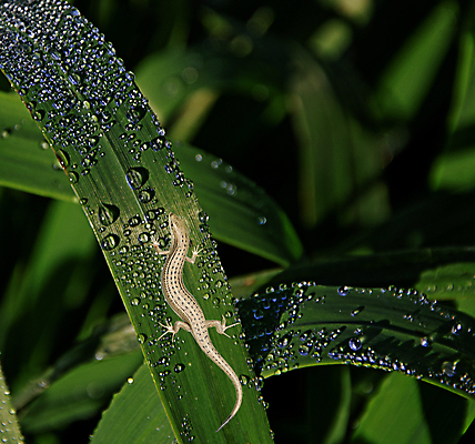 포토 JPG 해외이미지 식물 동물 자연 아침 사람없음 세로 초록색 닫기 이슬 생물학 도마뱀 동물상 해외202004 해외포토 주간 교육 컬러 파충류 모션 조형물 생태계 파일형식 이미지허브