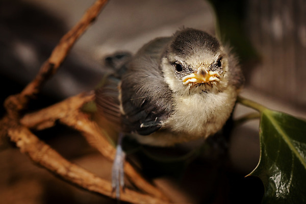 포토 JPG 해외이미지 나무 동물 공원 남자 유럽 야생동물 음식 날개 자연 조류 앉기 사람없음 야외 반려동물 정원 봄 자유 나뭇가지 아기 황무지 둥지 숲 작음 깃털 싱글 부리 서식지 철새 돌봄 동물상 무료 생태학 해외202004 해외포토 식물 계절 공공시설 교육 나라 컨셉 모션 사람 조형물 크기 생태계 파일형식 이미지허브