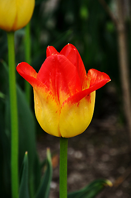 포토 JPG 해외이미지 식물 계절 꽃잎 꽃 길 꽃다발 잎 꽃무늬 패턴 자연 휴가 따뜻함 발렌타인데이 선물 사랑 사람없음 장식 빨간색 초록색 노란색 봄 튤립 벚꽃 축하 신선 투명 생일 고급 우아함 해외202004 해외포토 기념일 감정 컬러 컨셉 무늬 데이이벤트 생태계 파일형식 이미지허브