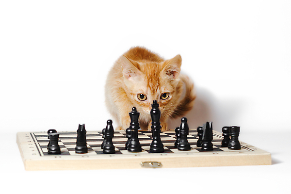 포토 JPG 해외이미지 동물 백그라운드 놀이 털 앉기 사람없음 빨간색 반려동물 머리 검은색 고양이 게임 흰색 체스 작음 체스판 솜털 고립 플레이어 디테일 해외202004 해외포토 컬러 포유류 모션 신체부위 크기 파일형식 이미지허브