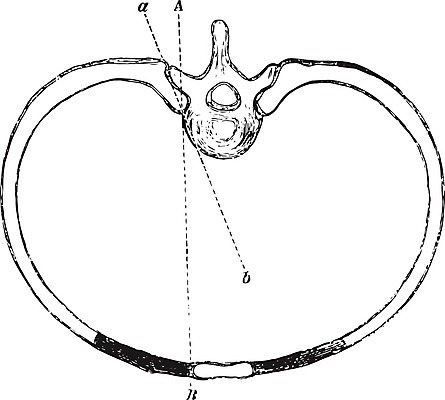 EPS 해외이미지 선 이동 일러스트 미술 검은색 수확 흰색 그림 판화 바비큐립 해외202004 해외일러스트 컬러 컨셉 농업 문화예술 바비큐 파일형식 벡터 이미지허브
