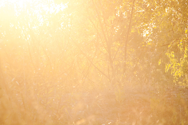 포토 JPG 해외이미지 나무 계절 공원 여행 오렌지 자국 자연 아침 풍경 사람없음 야외 여름 빛 햇빛 태양 평화 일출 환경 맑음 일몰 새벽 산책 하이킹 안개 광선 가을 나뭇가지 황무지 숲 신비 매움 장면 마법 내추럴 강렬 삼림지대 생태학 해외202004 해외포토 주간 자연요소 식물 공공시설 교육 컨셉 과일 레저 날씨 휴식 노을 맛 생태계 파일형식 이미지허브