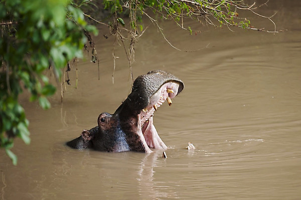 포토 JPG 해외이미지 동물 1 야생동물 포유류 아프리카 자연 국립공원 사람없음 물 입 큼 사파리 하마 케냐 해외202004 해외포토 자연요소 공원 나라 신체부위 크기 생태계 파일형식 이미지허브