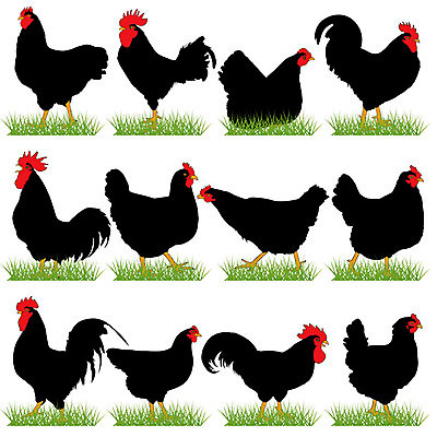 EPS 해외이미지 동물 1 실루엣 음식 백그라운드 농업 날개 일러스트 자연 조류 육류 미술 서기 성인 야외 세트 농장 검은색 가축 새벽 흰색 시골 자르기 수집 심볼 깃털 그림 클립 부리 윤곽 수탉 고립 암탉 해외202004 해외일러스트 자연요소 산업 컬러 식재료 모션 문화예술 촬영기법 사람 닭 암컷 수컷 생태계 파일형식 벡터 이미지허브