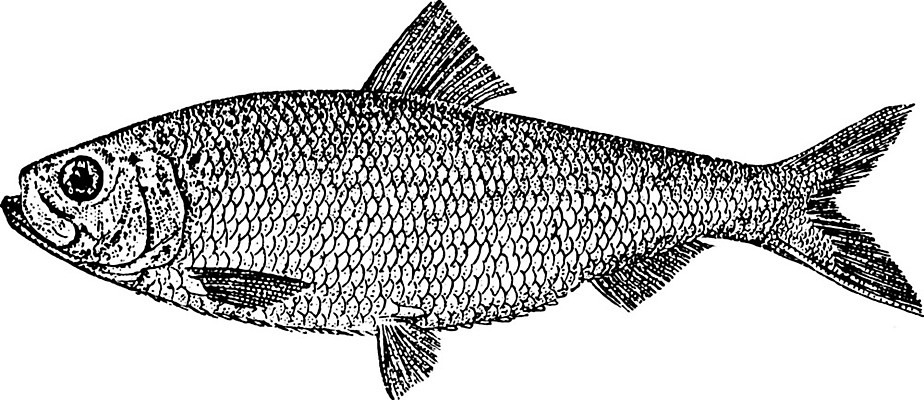 EPS 해외이미지 선 일러스트 종류 미술 검은색 미국 수확 흰색 그림 북쪽 판화 청어 해외202004 해외일러스트 컬러 북아메리카 농업 문화예술 어류 방향 파일형식 벡터 이미지허브
