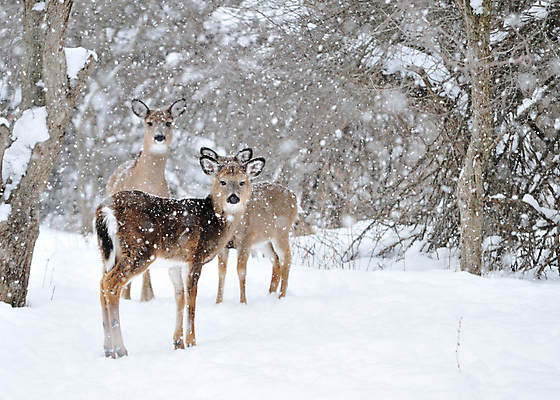 포토 JPG 해외이미지 동물 남자 야생동물 밭 포유류 자연 사슴 뿔 사람없음 야외 달러 해외202004 해외포토 돈 농업 사람 생태계 파일형식 이미지허브