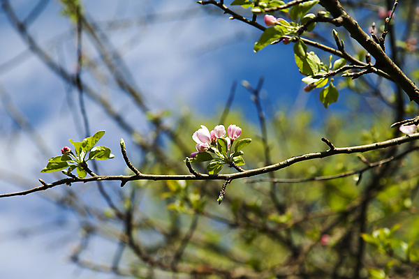 포토 JPG 해외이미지 나무 식물 계절 꽃잎 꽃 줄기 분홍색 백그라운드 잎 꽃무늬 농업 과일 자연 하늘 사람없음 야외 장식 초록색 파란색 새싹 정원 봄 성장 벚꽃 흰색 나뭇가지 시골 신선 개화 체리 사과 과수원 원예 내추럴 고립 꽃수술 해외202004 해외포토 산업 컬러 무늬 취미 생태계 파일형식 이미지허브
