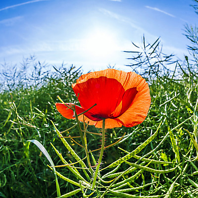 포토 JPG 해외이미지 식물 계절 꽃 문화 지구 음식 백그라운드 밭 농업 자연 하늘 아침 발렌타인데이 건강 잔디 사람없음 야외 물 파란색 태양 화목 봄 활발 젖음 성장 시골 신선 이슬 밀 심볼 묘사 유기농 장면 양귀비 강렬 모종 해외202004 해외포토 주간 자연요소 웰빙 산업 컬러 컨셉 데이이벤트 곡류 생태계 파일형식 이미지허브