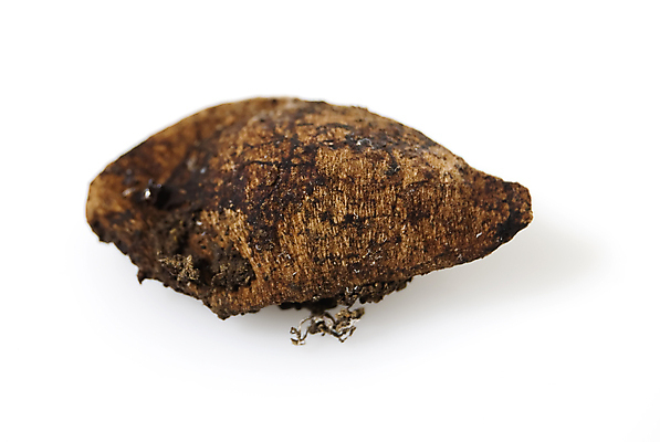 포토 JPG 해외이미지 식물 컨셉 아이디어 사람없음 갈색 죽음 질감 내추럴 종료 개발 모종 취급주의 해외202004 해외포토 컬러 경고 파일형식 이미지허브