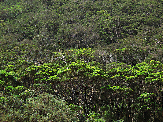 포토 JPG 해외이미지 나무 식물 자연 숙이기 사람없음 야외 목재 초록색 갈색 하이킹 회색 황무지 호주 숲 작음 관목 통나무 나무껍질 내추럴 삼림지대 유칼립투스 해외202004 해외포토 컬러 포즈 재료 레저 껍질 오세아니아 크기 생태계 파일형식 이미지허브