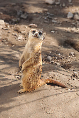 포토 JPG 해외이미지 동물 응시 남자 얼굴 야생동물 모래 포유류 가족 아프리카 자연 휴가 생물 털 동물원 서기 경비 앉기 사람없음 초록색 갈색 사막 달콤 작음 스마트 사파리 손목시계 경계 육식동물 지역 주둥이 남쪽 경보 미어캣 혼자 해외202004 해외포토 시선 나라 시계 컬러 컨셉 장신구 관계 모션 안전 사람 신체부위 맛 보호 크기 방향 생태계 파일형식 이미지허브