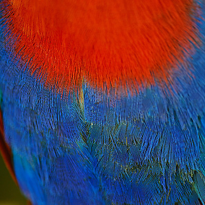 포토 JPG 해외이미지 동물 여자 야생동물 백그라운드 날개 자연 조류 추상 사람없음 빨간색 초록색 파란색 컬러풀 깃털 부리 앵무새 내추럴 해외202004 해외포토 컬러 무늬 사람 생태계 파일형식 이미지허브