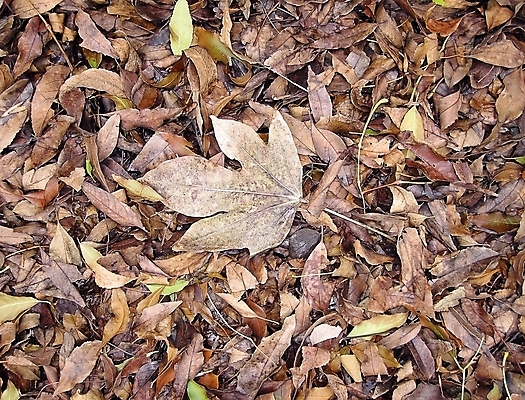 포토 JPG 해외이미지 모양 나무 식물 디자인 계절 백그라운드 단풍 잎 패턴 자연 추상 건조 사람없음 장식 갈색 노란색 환경 가을 흰색 나뭇가지 죽음 황금 닫기 숲 묘사 유기농 질감 10월 내추럴 고립 떠남 해외202004 해외포토 웰빙 컬러 무늬 모션 날짜 생태계 파일형식 이미지허브