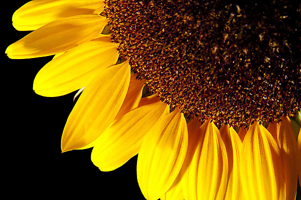 포토 JPG 해외이미지 식물 꽃잎 꽃 행복 백그라운드 잎 꽃무늬 농업 자연 해바라기 아메리카 사람없음 초록색 컬러풀 태양 노란색 정원 맑음 봄 활발 벚꽃 원형 개화 원예 질감 내추럴 강렬 고립 해외202004 해외포토 자연요소 도형 계절 감정 산업 컬러 컨셉 무늬 날씨 취미 대륙 생태계 파일형식 이미지허브