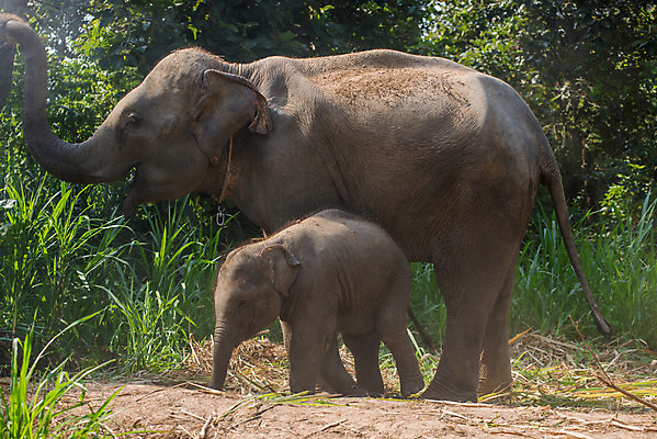 포토 JPG 해외이미지 나무 동물 야생동물 어린이 밭 포유류 가족 자연 엄마 초식동물 코끼리 함께함 사람없음 야외 아기 주름 숲 방목 귀 돌봄 유대감 해외202004 해외포토 식물 컨셉 농업 관계 모션 사람 신체부위 축산업 생태계 파일형식 이미지허브