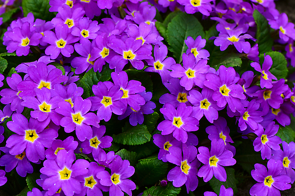 포토 JPG 해외이미지 식물 계절 꽃잎 꽃 줄기 분홍색 꽃다발 백그라운드 잎 꽃무늬 패턴 자연 사람없음 장식 빨간색 초록색 노란색 머리 정원 보라색 봄 성장 벚꽃 시골 개화 작음 다발 원예 프리뮬러 해외202004 해외포토 컬러 무늬 취미 신체부위 크기 생태계 파일형식 이미지허브