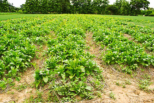 포토 JPG 해외이미지 식물 음식 잎 밭 농업 채소 자연 새로움 건강 풍경 사람없음 초록색 여름 농작물 농장 정원 봄 샐러드 성장 시골 신선 상추 땅 유기농 내추럴 밭일 해외202004 해외포토 웰빙 계절 산업 컬러 컨셉 생태계 파일형식 이미지허브