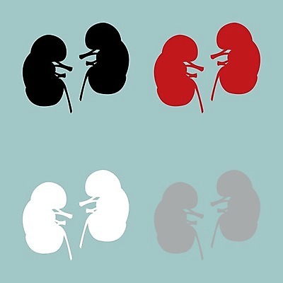 EPS 해외이미지 교육 과학 신체 일러스트 부분 해부 건강 병원 사람 내부 그래픽 빨간색 빛 세계 약 갈색 디지털 검은색 의사 흰색 쌍 혈액 오르간 신장 낙서 질병 심볼 오브젝트 그림 생물학 시스템 외과 동맥 정맥 돌봄 활자 해외202004 해외일러스트 컬러 의학 모션 의료진 건반악기 비뇨기관 혈관 활자판 파일형식 벡터 직업 악기 건반 장기 인쇄판 음악 인쇄 문화예술 이미지허브