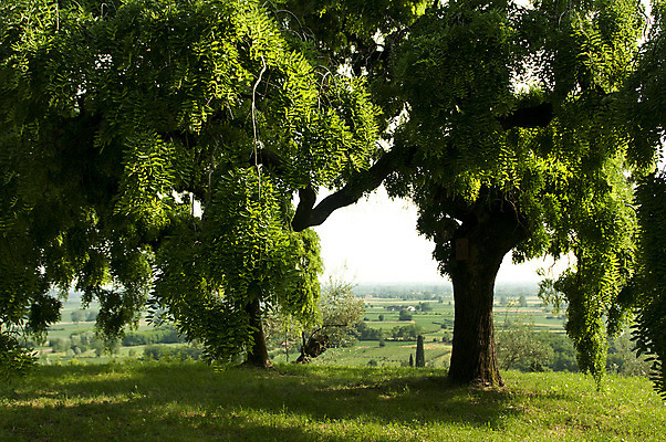 포토 JPG 해외이미지 나무 식물 계절 공원 꽃잎 꽃 길 백그라운드 잎 꽃무늬 자연 풍경 사람없음 야외 목재 장식 초록색 여름 환경 탑 정원 일본 중국 봄 벚꽃 흰색 나뭇가지 신선 약초 나무껍질 내추럴 아카시아 그리너리 해외202004 해외포토 건축물 공공시설 아시아 컬러 무늬 재료 껍질 풀_식물 생태계 파일형식 트랜드컬러 이미지허브