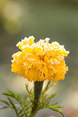 포토 JPG 해외이미지 식물 1 꽃잎 꽃 결혼 백그라운드 잎 겨울 꽃무늬 패턴 오렌지 자연 휴가 사람없음 초록색 여름 컬러풀 농장 노란색 정원 냉동 놀람 봄 벚꽃 시장 닫기 소프트포커스 큼 서리 내추럴 쇠창살 해외202004 해외포토 계절 감정 컬러 무늬 농업 과일 모션 촬영기법 표정 이벤트 크기 생태계 파일형식 이미지허브