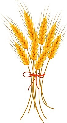 EPS 해외이미지 식물 손 디자인 계절 음식 꽃다발 백그라운드 컨셉 밭 농업 오렌지 일러스트 자연 건강 미술 씨앗 여름 농작물 갈색 노란색 빵집 수확 가을 흰색 시골 그룹 황금 농부 낟알 만화 시리얼 밀 다발 심볼 오브젝트 그림 유기농 보리 귀 내추럴 고립 호밀 해외202004 해외일러스트 직업 웰빙 꽃 산업 컬러 과일 문화예술 곡류 신체부위 상점 생태계 파일형식 벡터 이미지허브