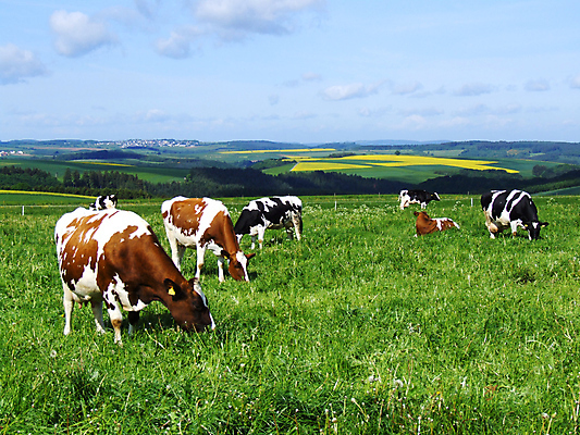 포토 JPG 해외이미지 사람없음 동물상 해외202004 해외포토 조형물 파일형식 이미지허브