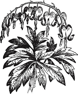 EPS 해외이미지 꽃 선 일러스트 미술 검은색 수확 흰색 하트 그림 판화 시베리아 해외202004 해외일러스트 모양 식물 컬러 농업 문화예술 파일형식 벡터 이미지허브