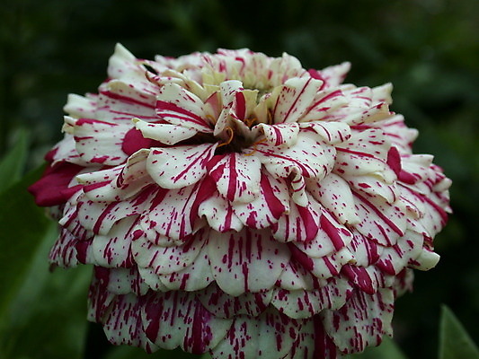 포토 JPG 해외이미지 식물 계절 꽃잎 꽃 백그라운드 잎 꽃무늬 자연 사람없음 빨간색 초록색 노란색 정원 봄 벚꽃 흰색 신선 개화 닫기 달리아 데이지 꽃가루 해외202004 해외포토 컬러 무늬 모션 가루 생태계 파일형식 이미지허브