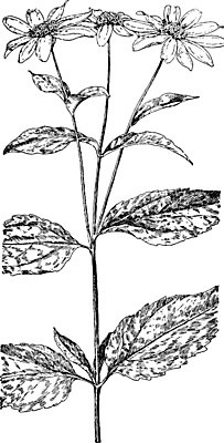 EPS 해외이미지 선 일러스트 해바라기 종류 미술 검은색 수확 흰색 그림 판화 아티초크 예루살렘 해외202004 해외일러스트 꽃 컬러 농업 문화예술 이스라엘 파일형식 벡터 이미지허브