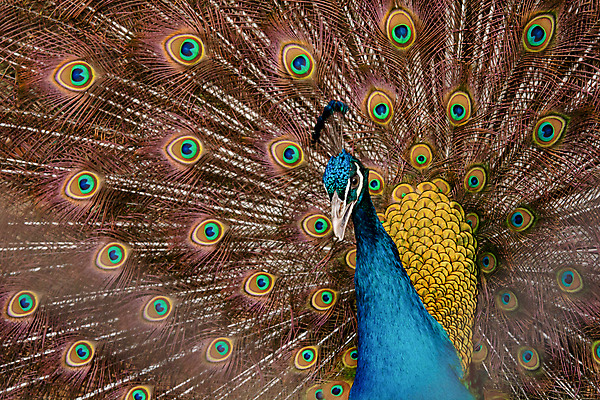 포토 JPG 해외이미지 동물 남자 야생동물 백그라운드 패턴 자연 조류 사람없음 장식 초록색 파란색 컬러풀 머리 활발 펼침 의식 우아함 공작 깃털 묘사 즐거움 질감 꼬리 부리 번짐 보여주기 동물상 터키석 해외202004 해외포토 감정 컬러 컨셉 무늬 모션 사람 신체부위 조형물 보석 생태계 파일형식 효과 이미지허브