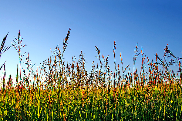 포토 JPG 해외이미지 식물 계절 실루엣 줄기 백그라운드 꽃무늬 밭 자연 하늘 풍경 사람없음 초록색 여름 파란색 일출 정원 침묵 일몰 새벽 저녁 밀 장면 반대 세련 귀리 해외202004 해외포토 자연요소 꽃 컬러 무늬 농업 곡류 촬영기법 노을 소리 야간 생태계 파일형식 이미지허브