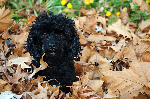 포토 JPG 해외이미지 꽃 잎 사람없음 반려동물 평화 검은색 개 강아지 푸들 노려봄 주목 해외202004 해외포토 식물 동물 컬러 컨셉 포유류 표정 파일형식 이미지허브