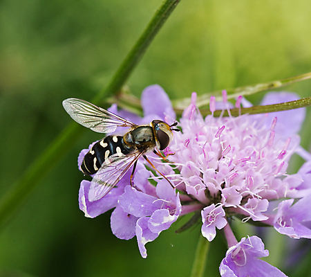 포토 JPG 해외이미지 계절 꽃 야생동물 곤충 자연 잉글랜드 사람없음 여름 정원 8월 해외202004 해외포토 식물 동물 영국 날짜 생태계 파일형식 이미지허브