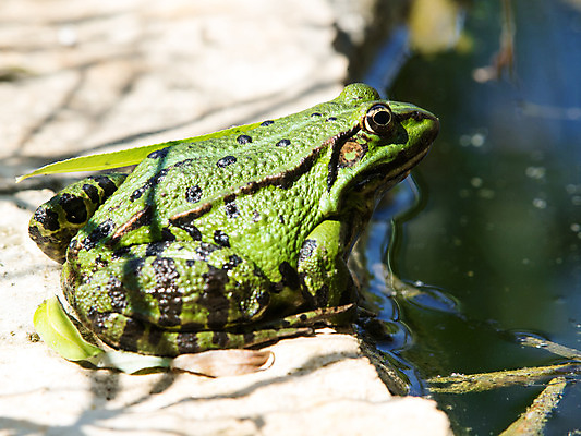 포토 JPG 해외이미지 동물 야생동물 백그라운드 파충류 자연 개구리 양서류 사람없음 초록색 물 머리 흰색 닫기 주둥이 양발 왕자 총구 해외202004 해외포토 자연요소 컬러 모션 신체부위 생태계 파일형식 이미지허브