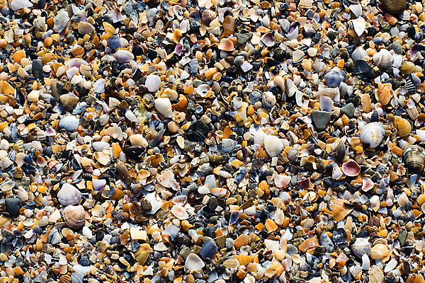 포토 JPG 해외이미지 모래 백그라운드 패턴 자연 벽지 조류 추상 사람없음 물 여름 모래사장 컬러풀 갈색 껍질 바위 거친 변화 소라 작음 낟알 질감 지역 내추럴 찌그러짐 땅바닥 더스트파티클 해외202004 해외포토 자연요소 동물 계절 바다 컬러 컨셉 무늬 어패류 바닥 돌_바위 크기 생태계 파일형식 이미지허브