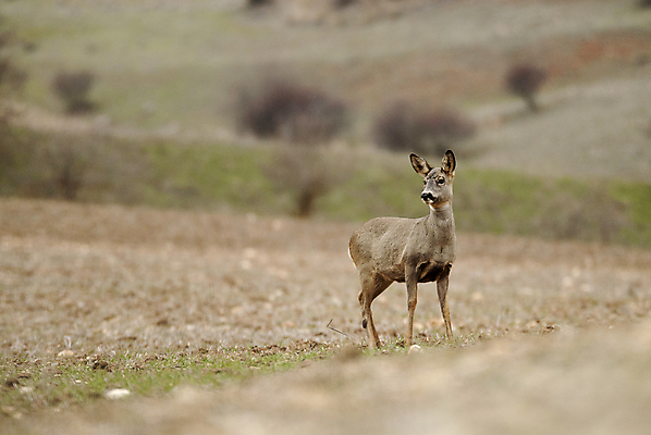 포토 JPG 해외이미지 동물 커플 응시 여자 남자 유럽 야생동물 밭 포유류 자연 털 뿔 사람없음 갈색 달러 성장 게임 신생아 스페인 숲 사냥 귀 동물상 아기사슴 암사슴 해외202004 해외포토 시선 나라 새끼 컬러 돈 농업 관계 놀이 사슴 사람 신체부위 조형물 아기 암컷 생태계 파일형식 이미지허브