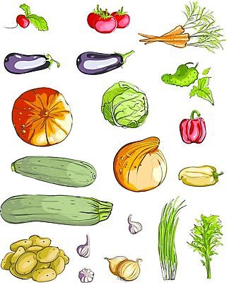 EPS 해외이미지 음식 백그라운드 잎 토마토 채소 일러스트 호박 가지 양파 오이 감자 파슬리 마늘 요리 장식 초록색 세트 컬러풀 상점 식사 당근 가을 신선 시장 상품 만화 스케치 수집 그림 양배추 손그림 파 소매 고립 주키니 총각무 디테일 해외202004 해외일러스트 식물 계절 컬러 뿌리채소 미술 무 파일형식 벡터 이미지허브