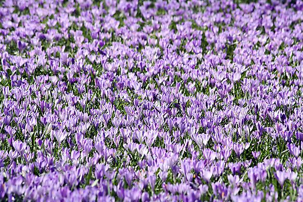 포토 JPG 해외이미지 식물 꽃 유럽 백그라운드 밭 자연 독일 사람없음 정원 보라색 봄 개화 제비꽃 많음 해외202004 해외포토 계절 나라 컬러 컨셉 농업 생태계 파일형식 이미지허브
