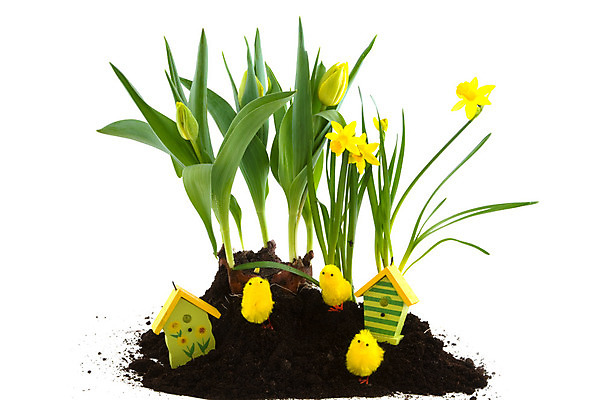 포토 JPG 해외이미지 꽃 모래 전구 부활절 병아리 사람없음 노란색 봄 도구 수선화 고립 해외202004 해외포토 식물 계절 기념일 컬러 조류 파일형식 이미지허브