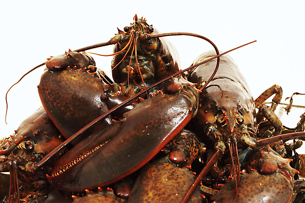 포토 JPG 해외이미지 바다 자연 낚시 조개 안테나 갑각류 사람없음 옆모습 흰색 해조류 보호 바닷가재 자르기 가득함 해산물 날것 고립 집게발 해외202004 해외포토 동물 뷰포인트 컬러 컨셉 통신 모션 레저 어패류 해양식물 가재 생태계 파일형식 이미지허브