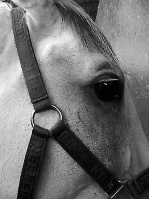 포토 JPG 해외이미지 동물 농업 종류 사람없음 머리 검은색 흰색 굴레 해외202004 해외포토 산업 컬러 신체부위 파일형식 이미지허브