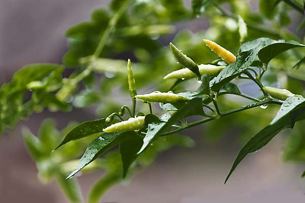 포토 JPG 해외이미지 나무 식물 음식 잎 농업 채소 오렌지 과일 재료 태국 자연 고추 건강 씨앗 사람없음 빨간색 초록색 물 농장 노란색 정원 맑음 수확 성장 물방울 신선 뜨거움 맛 떨어짐 허브 향신료 유기농 원예 매움 날것 후추 내추럴 밭일 살사댄스 오리지널 해외202004 해외포토 자연요소 웰빙 산업 아시아 컬러 컨셉 날씨 취미 춤 생태계 향미료 파일형식 이미지허브
