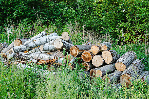 포토 JPG 해외이미지 나무 산업 농업 자연 사람없음 야외 목재 초록색 갈색 쌓기 에너지 시골 소나무 원형 제조 숲 장작 자르기 에코 날것 통나무 나무껍질 연료 자원 잡동사니 흙더미 내추럴 바이오 벌목 삼림지대 해외202004 해외포토 도형 식물 컬러 재료 모션 환경 흙 껍질 생태계 파일형식 더미 이미지허브