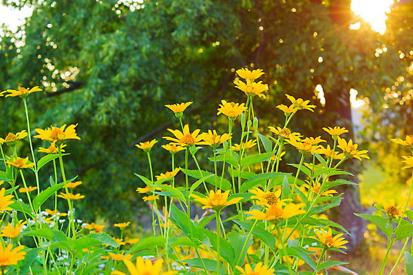 포토 JPG 해외이미지 식물 계절 공원 꽃잎 꽃 잎 밭 자연 사람없음 야외 초록색 빛 햇빛 노란색 우주 정원 화목 봄 성장 시골 우아함 5월 내추럴 해외202004 해외포토 공공시설 컬러 컨셉 농업 태양 날짜 생태계 파일형식 이미지허브