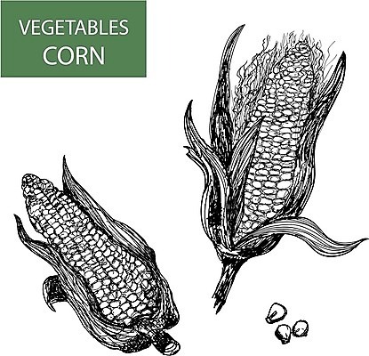 EPS 해외이미지 식물 음식 잎 농업 채소 과일 일러스트 건강 옥수수 미술 씨앗 농작물 정원 검은색 수확 흰색 달콤 낟알 그림 원예 판화 고립 식용 해외202004 해외일러스트 산업 컬러 문화예술 곡류 취미 맛 파일형식 벡터 이미지허브