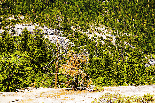 포토 JPG 해외이미지 나무 여행 자연 불 국립공원 풍경 사람없음 초록색 미국 손상 바위 숲 위험 부식 해외202004 해외포토 자연요소 식물 공원 컬러 컨셉 북아메리카 돌_바위 생태계 파일형식 이미지허브