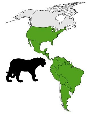 EPS 해외이미지 동물 실루엣 백그라운드 지도 일러스트 초록색 고양이 미국 회색 중앙 큼 서식지 표범 남쪽 고립 동물상 분배 재규어 해외202004 해외일러스트 컬러 북아메리카 포유류 촬영기법 반려동물 조형물 크기 방향 파일형식 벡터 이미지허브