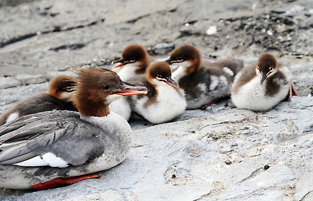 포토 JPG 해외이미지 동물 여자 유럽 야생동물 가족 자연 조류 엄마 휴식 새로움 오리 병아리 종류 어업 사람없음 갈색 회색 아기 신생아 작음 깃털 돌봄 땅바닥 민물 많음 해외202004 해외포토 나라 산업 컬러 컨셉 관계 모션 바닥 사람 크기 생태계 파일형식 이미지허브