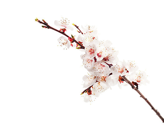 포토 JPG 해외이미지 나무 식물 계절 꽃잎 꽃 줄기 분홍색 백그라운드 잎 자연 사람없음 일본 봄 벚꽃 흰색 나뭇가지 개화 체리 사과 동쪽 고립 꽃수술 해외202004 해외포토 아시아 컬러 과일 방향 생태계 파일형식 이미지허브