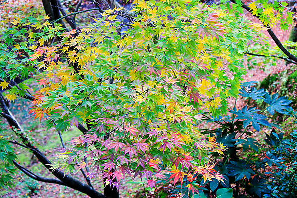 포토 JPG 해외이미지 나무 식물 계절 공원 실루엣 도로 여행 백그라운드 무지개 잎 패턴 자연 하늘 지붕 휴식 풍경 사람없음 빨간색 파란색 빛 컬러풀 햇빛 태양 정원 일본 활발 덮개 가을 나뭇가지 신선 보행로 닫기 숲 그늘 오솔길 강렬 해외202004 해외포토 자연요소 공공시설 아시아 길 컬러 컨셉 무늬 교통시설 모션 촬영기법 뚜껑 생태계 파일형식 이미지허브